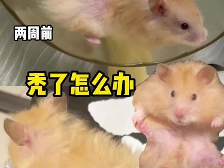 金丝熊后背掉毛秃了咋办