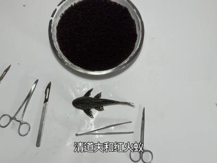 把清道夫放到红火蚁里面会发生什么事呢#红火蚁 #清道夫 #入侵物种