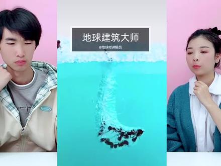 96元网购“蚂蚁城堡”,还能挖龙卷风隧道!放归大自然还能活吗? #实验 #科学小实验