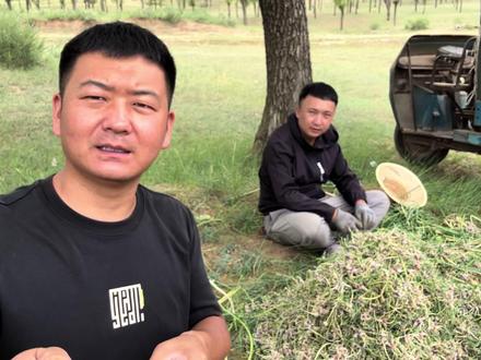 我们陕北旱地红葱需要三年才能长成 很多人不信 今天我们一起去看看#栽红葱 #新农人计划