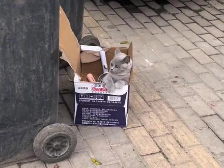 这不是弃养,而是托孤@拉粑粑小魔仙 #猫咪 #小猫咪能有什么坏心眼 #这个世界不能没有小猫 #与猫在一起的日子 #内容启发搜索