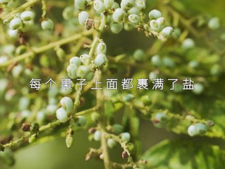 盐肤木的果实咸如盐巴,长在树上的土盐,比家用盐还要咸。#新农人计划2021 #农村美食 #盐肤木