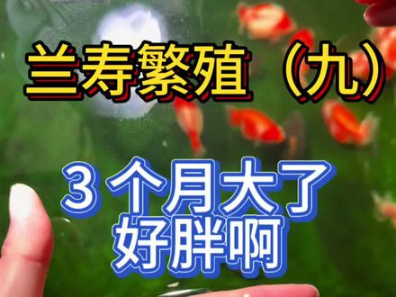 兰寿繁殖(九)|3 个月大了!好胖呀🐟 #观赏鱼 #兰寿 #兰寿繁殖 #养鱼日记
