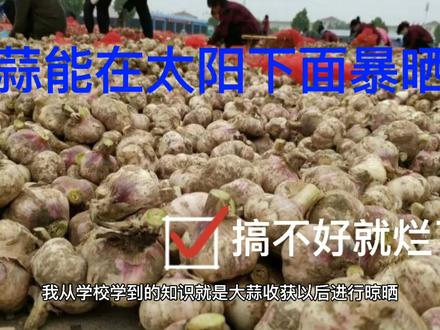 大蒜收获后可以一直暴晒吗?为什么?用真实事例解说