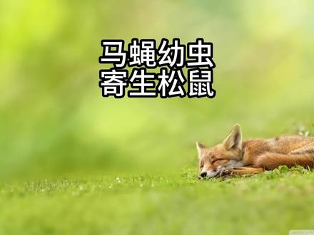 无辜的松鼠 !#马蝇幼虫 #解压