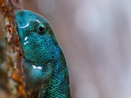 瓢鰕虎鱼为繁衍后代,攀爬400米高的瀑布。 #动物世界 #记录片 #瓢鰕虎鱼 #神奇动物在抖音