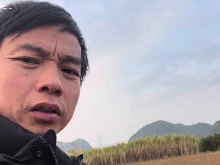 木薯种多深,三农,优质农产品,木薯,#我为家乡农产品代言 #三农#优质农产品