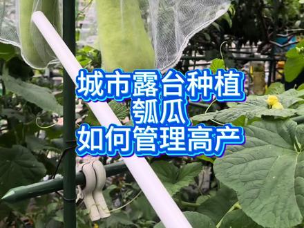 城市露台种植瓠瓜如何管理高产