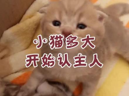 喵咪是从多大开始认主人的呢?@抖音小助手 #包子脸鲜猫饭