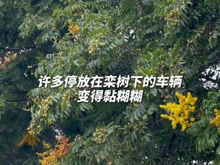 路边停车警惕栾树‘下雨’‘滴胶’#栾树