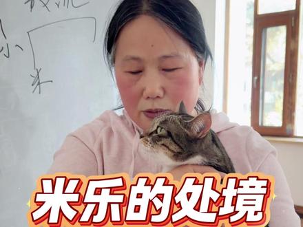 为摆脱鼓孤立局面,大姨给犟种“米乐”的上中下三策 #养猫人 #猫咪 #猫咪的日常