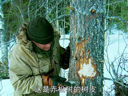 连树皮都吃上了 #野外生存