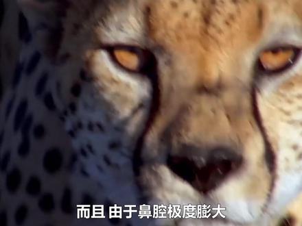 高速奔跑的代价:猎豹沦为战五渣,只能捕杀中小型羚羊,谁都能欺负 #猎豹 #动物世界 #野生动物