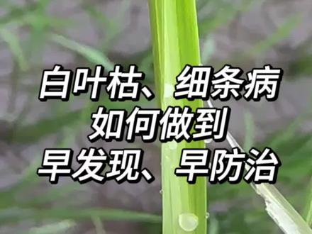 水稻白叶枯、细条病如何做到早发现、早防治?#水稻种植 #我的农资之路