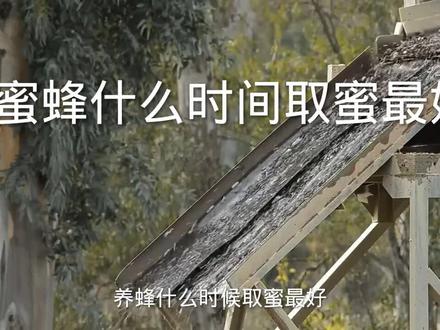 蜜蜂什么时间取蜜最好#养蜂技术分享 #农村养蜂人 #养蜂技术分享 #中蜂养殖