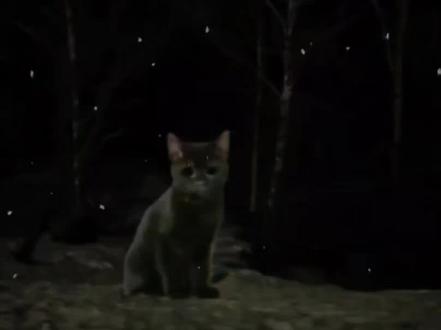 诡异短片(救救 3) #诡异#恐怖#短片#动物#胆小慎入