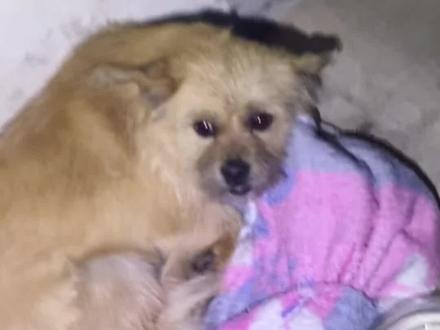 下雪天,小狗冻的够呛,给她安了暖和挡风的狗窝,太可怜了真希望可以早点帮你找到领养#流浪狗 #关爱流浪狗 #流浪狗救助 加油,小狗狗