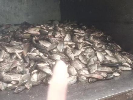 1天在臭水沟抓3000斤罗非鱼,卖给工厂饭堂给工人吃,还有快餐店 #罗非鱼