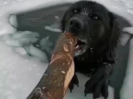 营救凶猛又有点灵性的黑狼
#黑狼#万物有灵#人与动物和谐共处