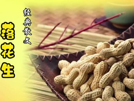 老舍先生经典散文《落花生》#京味儿幽默 #老舍散文