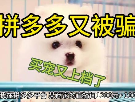 拼多多买宠物上当受骗了,投诉无门,苦了消费者,无天理 #养宠物 #爱狗 #电信防骗 #奇葩新闻 #科普一下 #爱狗人士 #防骗全民行 #养狗经验分享 #领养 #求救