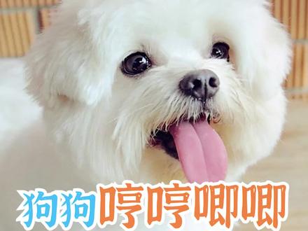 狗狗哼哼唧唧是在撒娇吗#萌宠 #狗狗 #养宠进阶指南 @抖音小助手