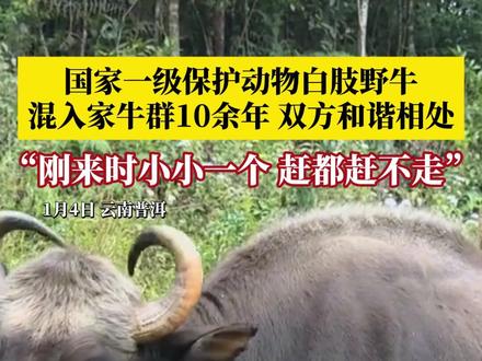 国家一级保护动物白肢野牛,混入家牛群10余年,双方和谐相处,村民:刚来时小小一个,赶都赶不走。目前,当地正尝试让它融入附近的野牛群。#白肢野牛 #野牛