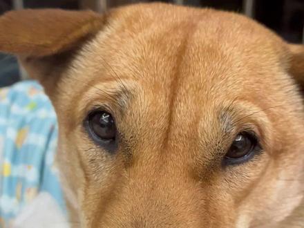 给大伙展示你的獠牙 #萌宠出道计划#狗狗 #狗牙 #狗狗的心思都写在脸上了 #可爱小狗狗