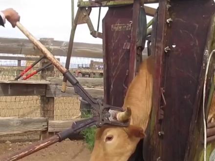 小牛的牛角被主人剪断,隔着屏幕都感觉疼,背后的原因让人无奈! #牛儿 #小牛 #牛角