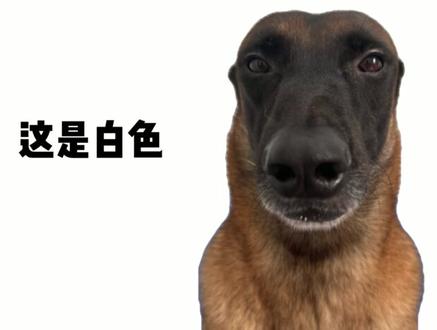 我肚肚是什么梗? #我肚肚