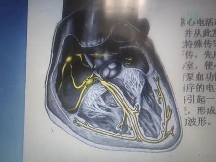 #健康科普 #心律不齐
窦性心律不齐是咋回事?可怕吗?