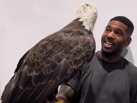 鹰和老虎一样大,鹰能打过老虎吗?#鹰VS老虎 #百兽之王