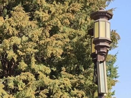 出门要看花粉预报 认准官方小程序 北京市园林绿化局提醒广大市民,花粉浓度监测、分级预报信息,可通过“花粉监测预报”官方公众号、“花粉健康宝”小程序查询获取;花粉过敏相关的个人防护规范、医疗救治建议、安全用药提示等医疗健康类信息,可通过北京市卫生健康委员会官方平台、全市正规医疗机构官方发布渠道查询获取;花粉源树种科普、花粉源头治理相关基础知识与防控措施等内容,可通过北京市园林绿化局官方网站、官方公众号查询获取。切勿轻信非官方渠道发布的不实信息,避免因错误防护指引影响自身健康。(中国绿色时报记者 孔祥瑞)#花粉预报 #北京范儿 #花粉过敏 #北京圆柏