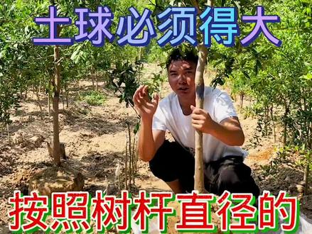 #创作灵感 !夏季移栽果树,土球必须得大,十倍土球成活没问题!#别墅庭院植物 #突尼斯软籽石榴 #三农 #我的乡村生活 @抖音小助手 @抖音正能量