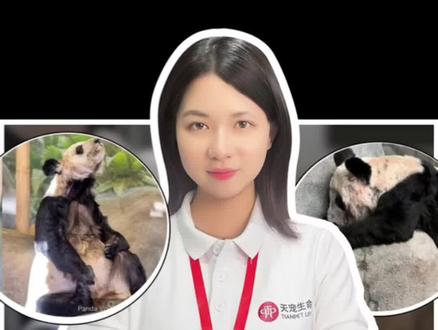 租借美国20年的丫丫乐乐终于要回家了!瘦成皮包骨让人心疼!#旅美大熊猫丫丫 #熊猫回家路 #丫丫和乐乐 #大熊猫 #国宝熊猫 @共青团中央 @封面新闻