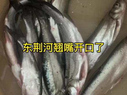 开口不是狂口,夜钓到凌晨三点多的鱼获 #分享钓鱼知识技巧 #野钓知识分享 #钓鱼知识钓鱼小技巧 #东荆河