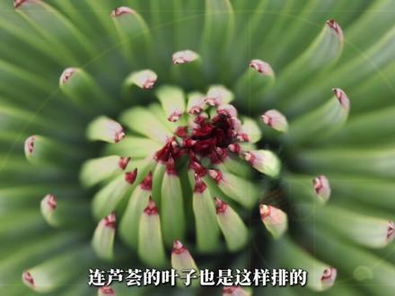 黄金分割:藏在自然里的完美比例 #黄金分割 #黄金比例 #数学 #科普 #知识前沿派对