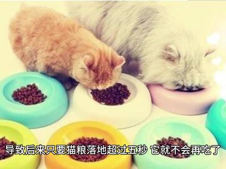 听泉猫是什么梗 #猫奴 #听泉鉴宝 #新鲜猫 #鉴定