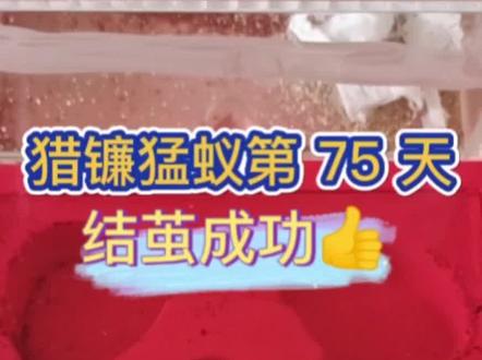 【猎镰猛蚁第75天】使用介质红土结茧成功!【横纹齿猛蚁第30天】卵发育中 #蚂蚁养成记 #蚂蚁 #奇妙的动物 #横纹齿猛蚁 #猎镰猛蚁