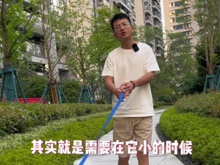 狗狗爆冲都是从小教它的!#边牧 #新手养狗
