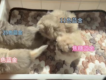 蓝金的4个颜色如何区分 千万不要把焦糖蓝金跟紫金混淆咯 焦糖蓝金非常接近紫金但不是紫金#真实生活分享计划 #养宠经验交流 #蓝金渐层 #抖音宠物 #泉州猫咪