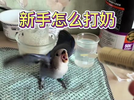 还是不敢给小鸟打奶?这样喂奶既快又干净 #新手养鸟 #鹦鹉打奶 #牡丹鹦鹉 #合法标识鹦鹉 #朱阿朱