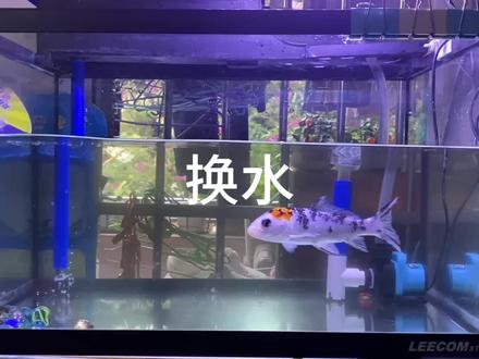 分享一下鱼缸换水全过程。
#在拍一种很新的vlog #给鱼缸换水 #怎样给鱼缸换水 #养鱼日记