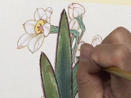 王少桓老师、工笔水仙花的画法。#国画 #一起学画画 #国画也抖音 #书画交流 #画画
