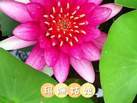 想在家就赏莲花吗?那就种它#睡莲 玛姗姑娘#家庭养花