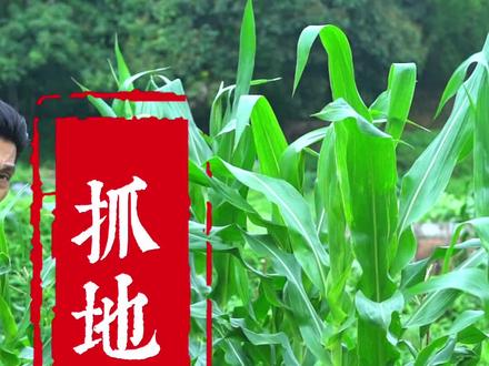 玉米根你了解吗?别当柴火烧了