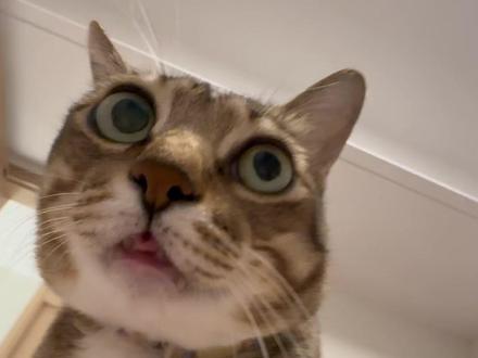 大咪的反射弧到底能有多长?
#大咪和小咪的日常
#我家的过年显眼包