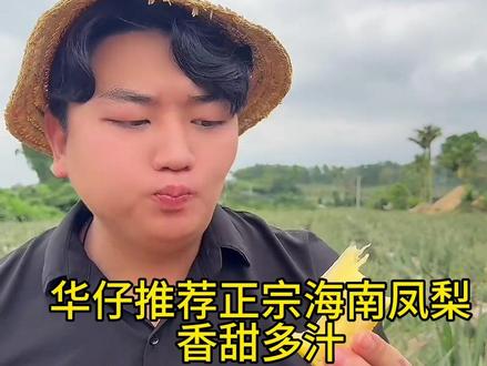 华仔来到海南助农,大片的凤梨成熟了,香甜多汁,果肉饱满,现摘现发,家里人都爱吃#优质农产品 #凤梨