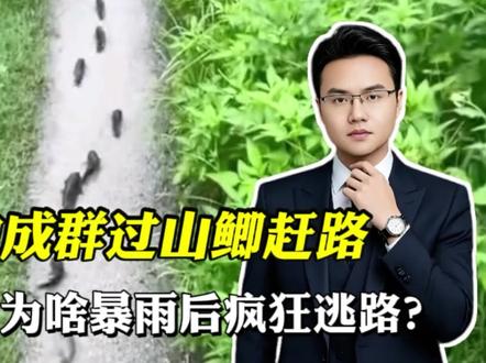 路边成群过山鲫赶路!能吃吗?为啥暴雨后疯狂逃路?