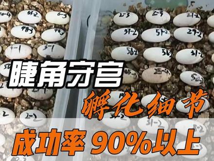 爬房孵化成功率 90% 以上的秘密,全是细节。 爬房内部孵化干货!睫角孵蛋怎么捡蛋?温度怎么选?雪花蛋怎么处理?什么时候人工破壳?小苗怎么养?全是孵化的细节,新手孵化睫角必看!#睫角守宫 #睫角守宫繁殖 #守宫繁殖 #守宫蛋 #爬宠交流